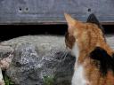 el-gato.jpg