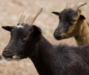 dos-cabras.jpg