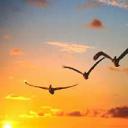 pajaros-aves-volando.jpg