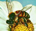 abaja-flor.gif