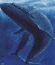 ballena-azul.jpg