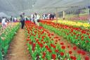 cultivo-de-flores.jpg