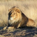 El-Leon